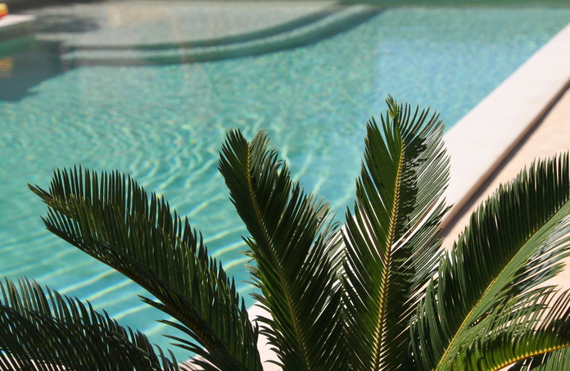 piscine avec palmier